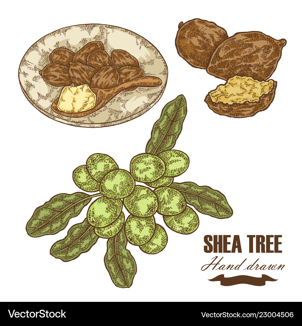 Shea tree branch nuts and butter isolated Shea tree branch nuts and butter isolated vector image