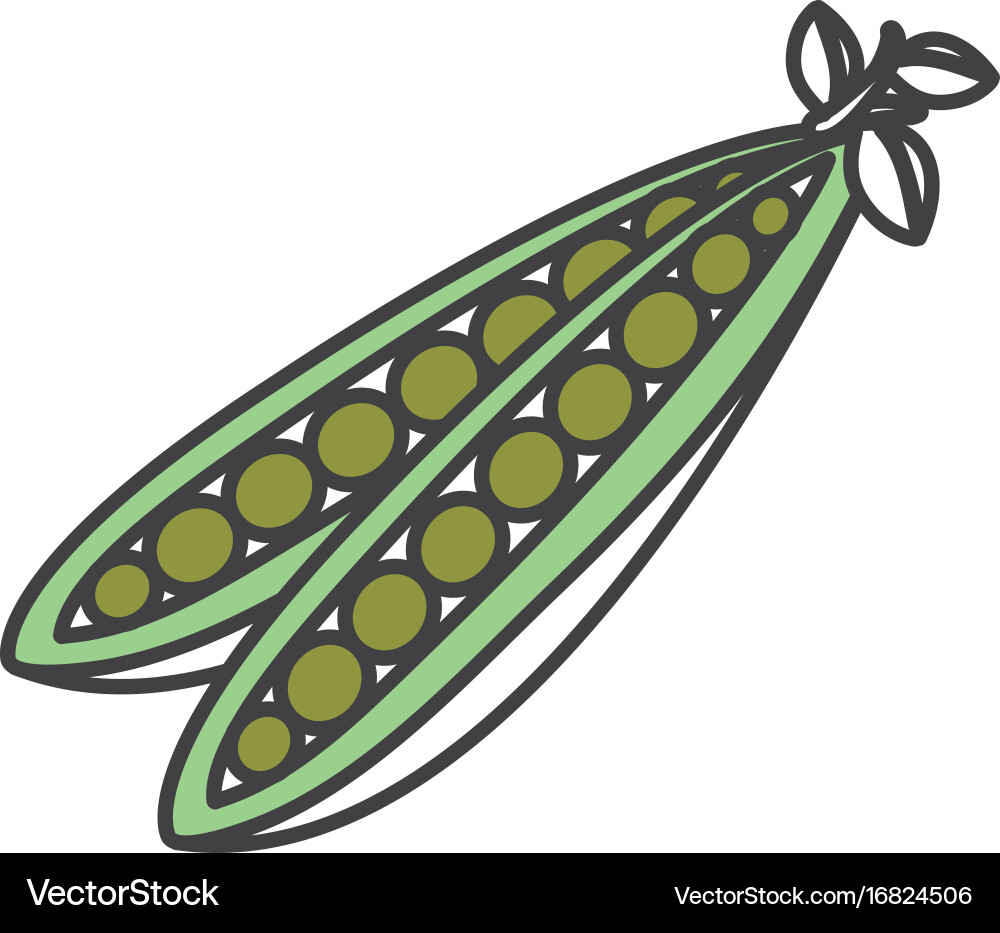 String bean fresh isolated icon Vector Image