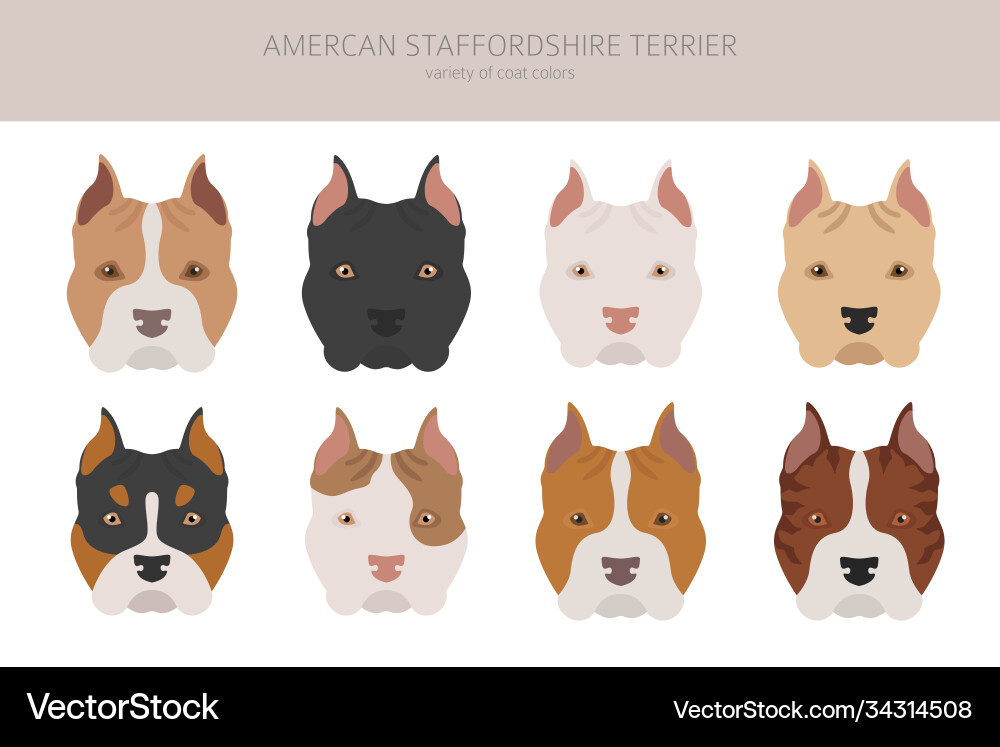 American staffordshire Terrier Hunde setzen Farbe American staffordshire Terrier Hunde setzen Farbe vektorbild