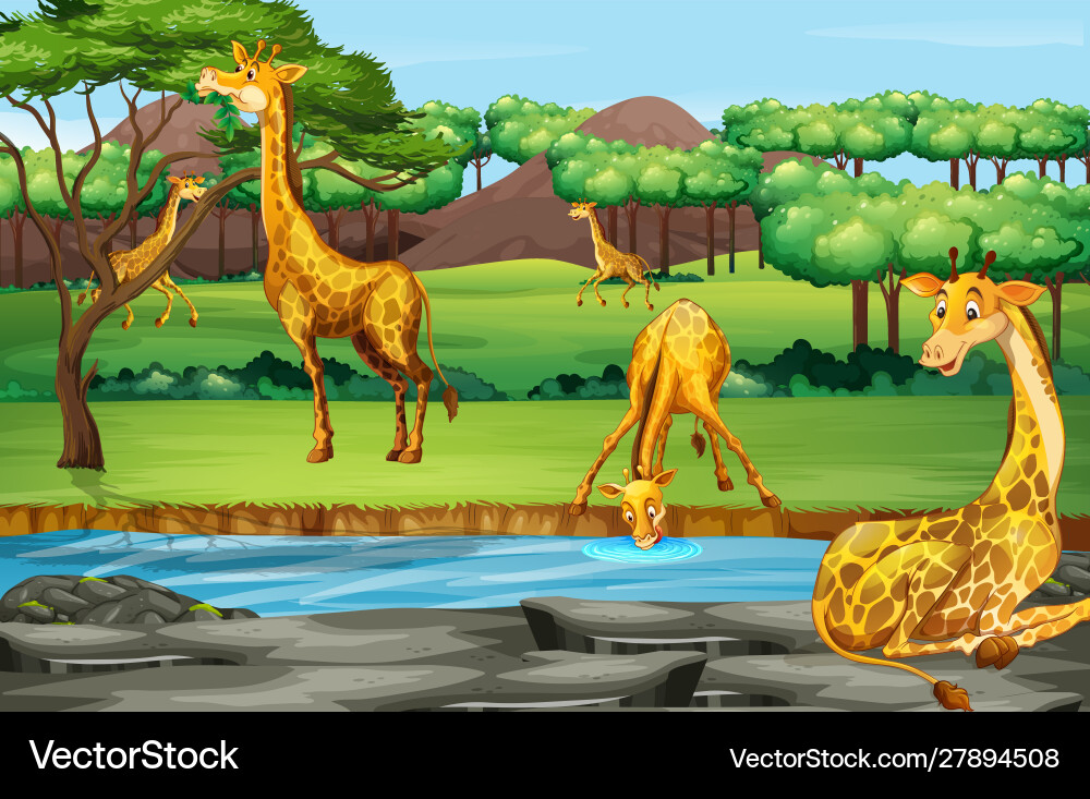 Scene with giraffes at open zoo Vector Image
