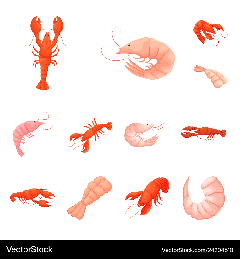 Isolated object of shrimp and crab symbol set Vector Image