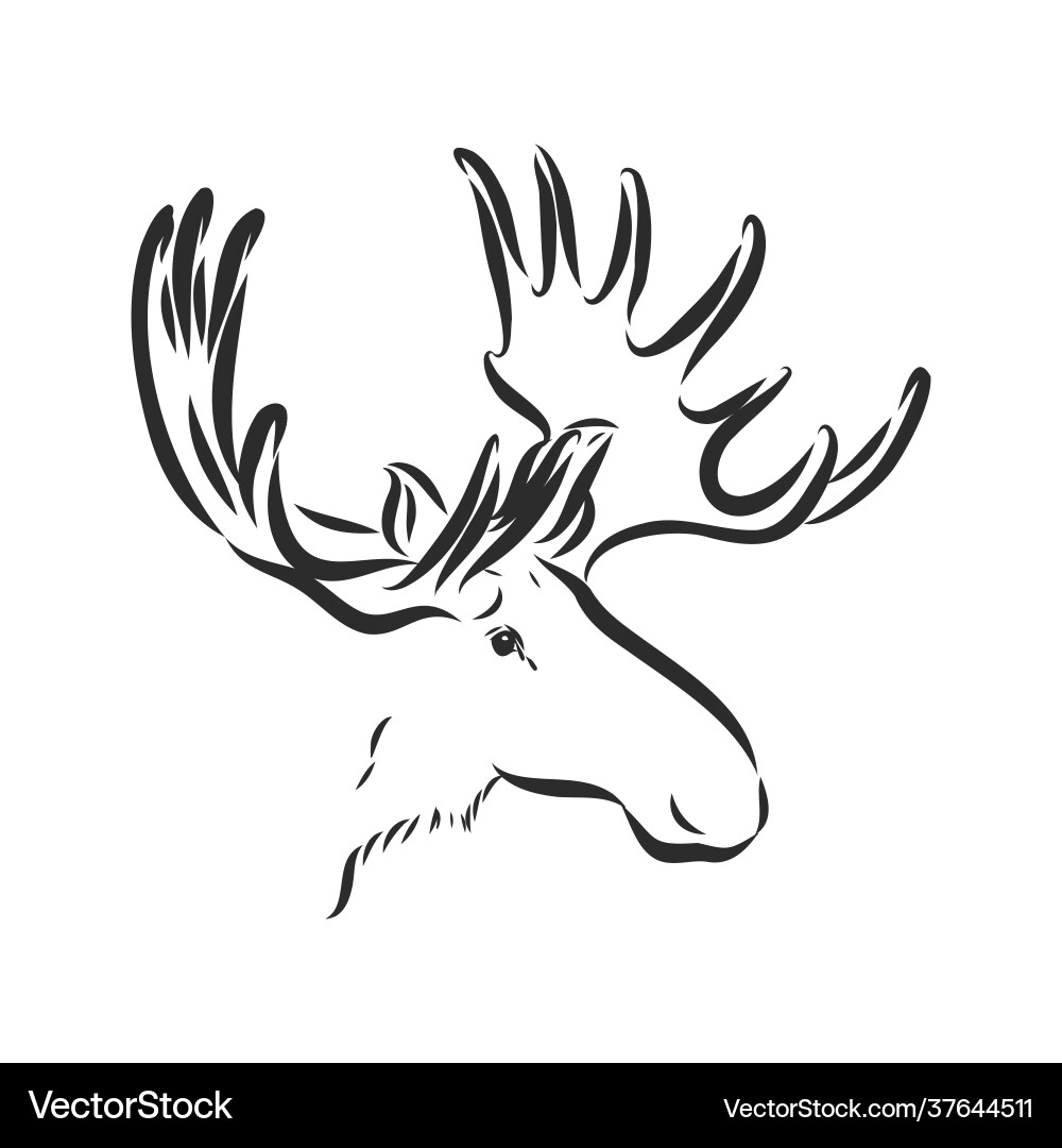 Isolated Moose Sketch - Black & White vector image