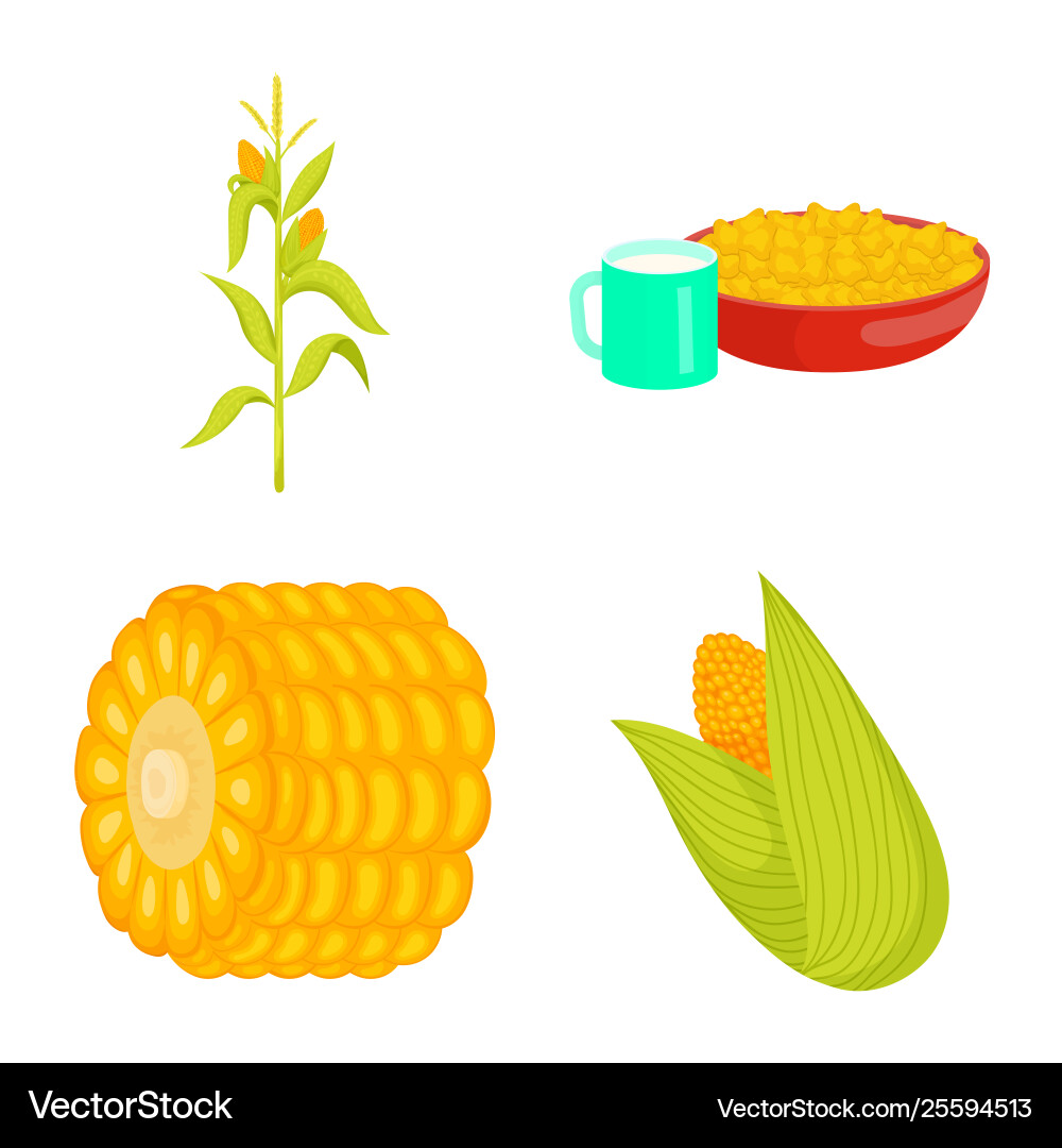 Isolated object maize and food icon collection Isolated object maize and food icon collection Vector Image