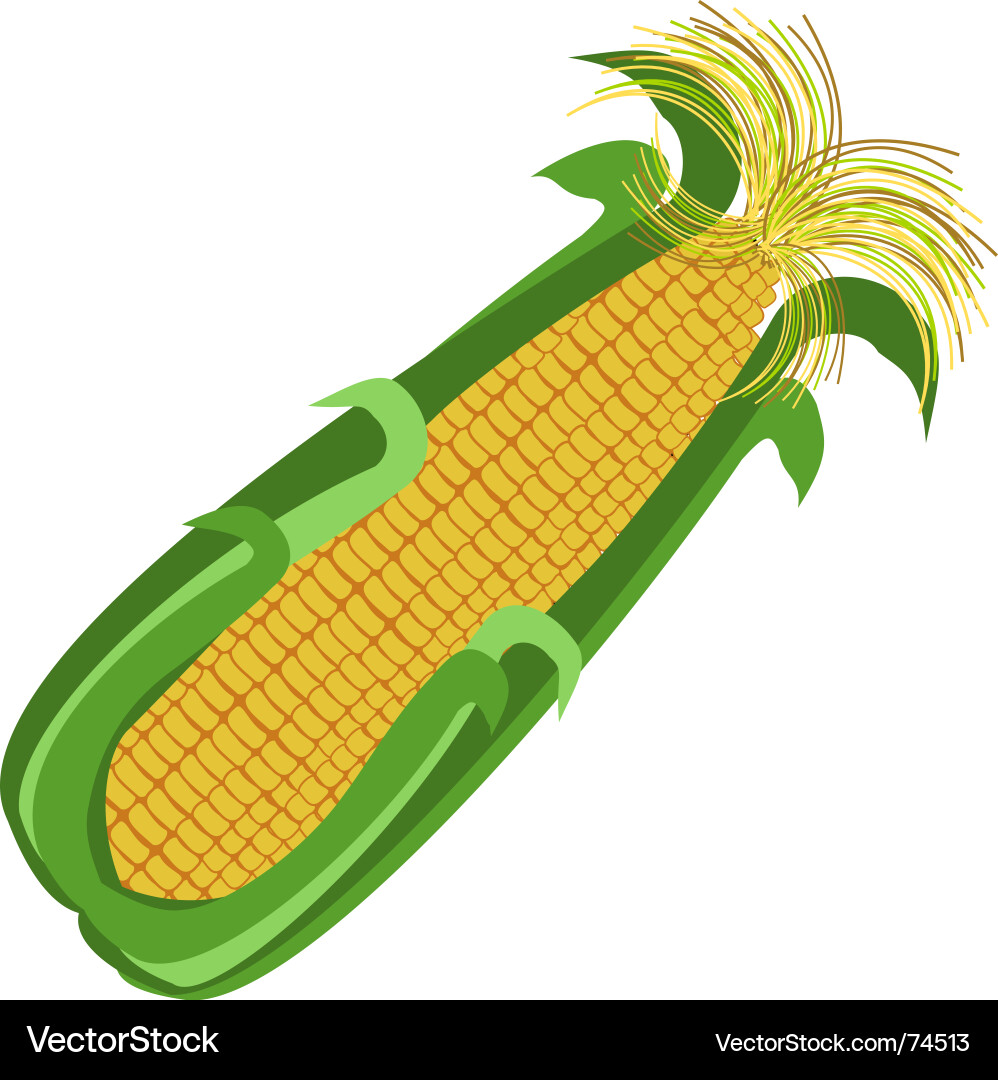 Sweetcorn Vector Image