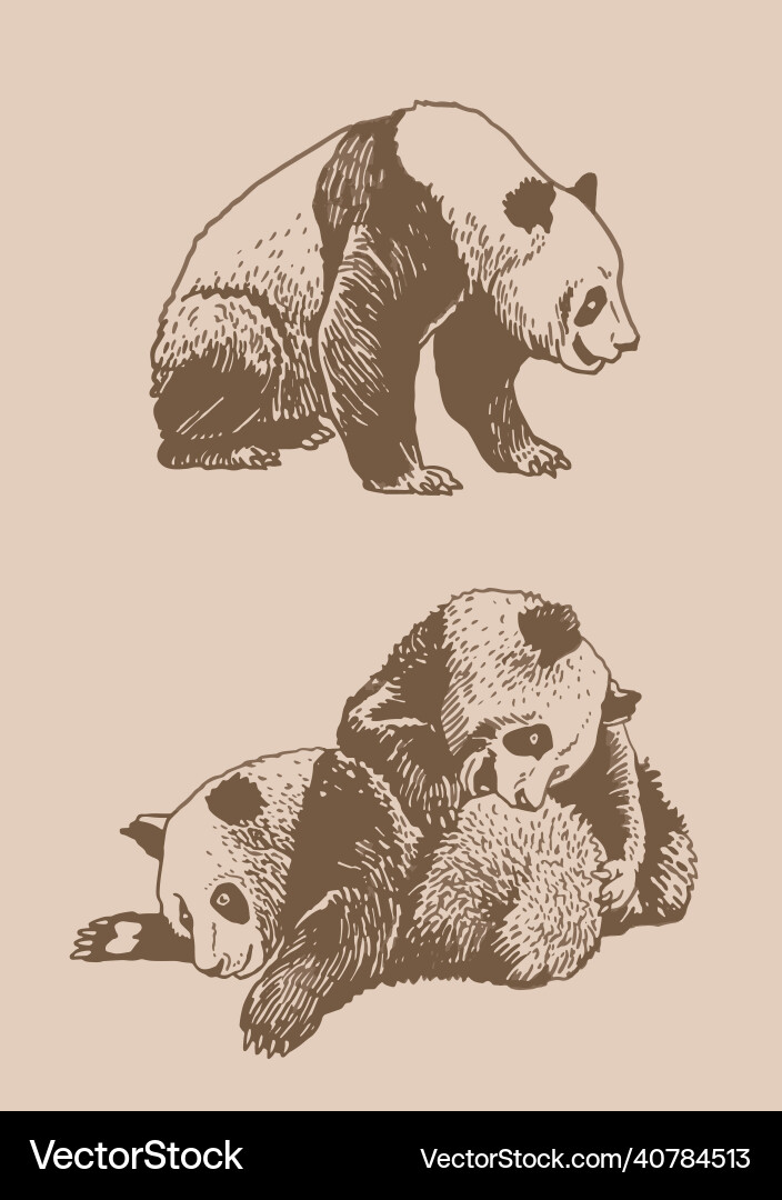 Vintage set of pandas graphical Vintage set of pandas graphical Vector Image