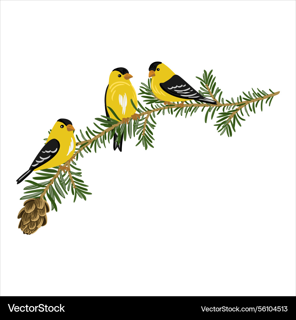 Zeichnen Zweig des westlichen Hemlockbaums Zeichnen Zweig des westlichen Hemlockbaums vektorbild