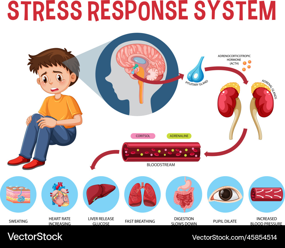 Stress response system scheme Stress response system scheme vector image