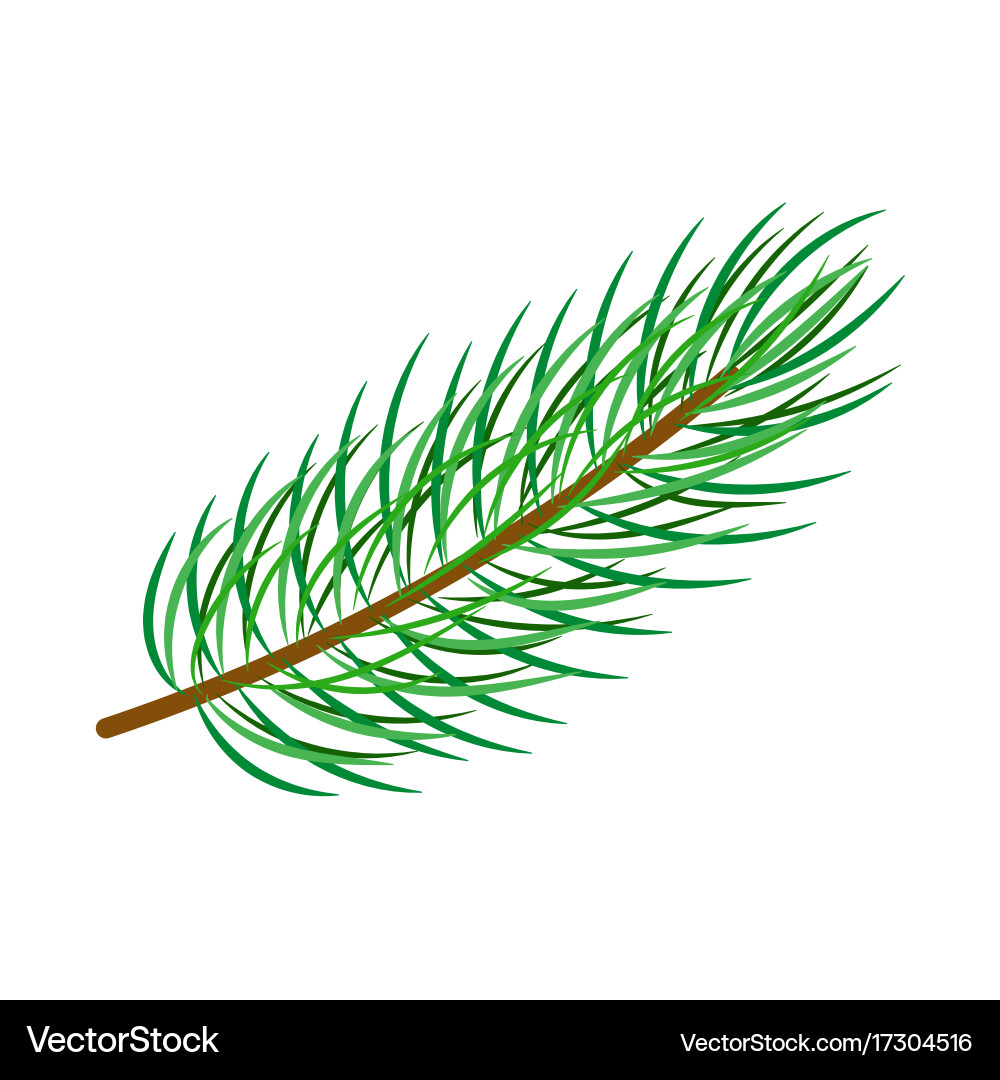 Flat spruce tree branch isolated Vector Image