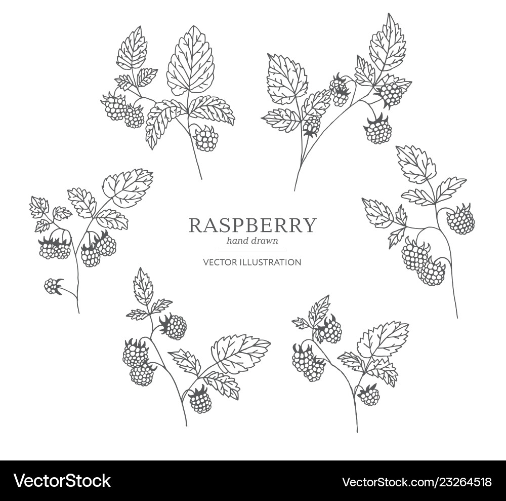 Hand drawn raspberry branches Hand drawn raspberry branches vector image