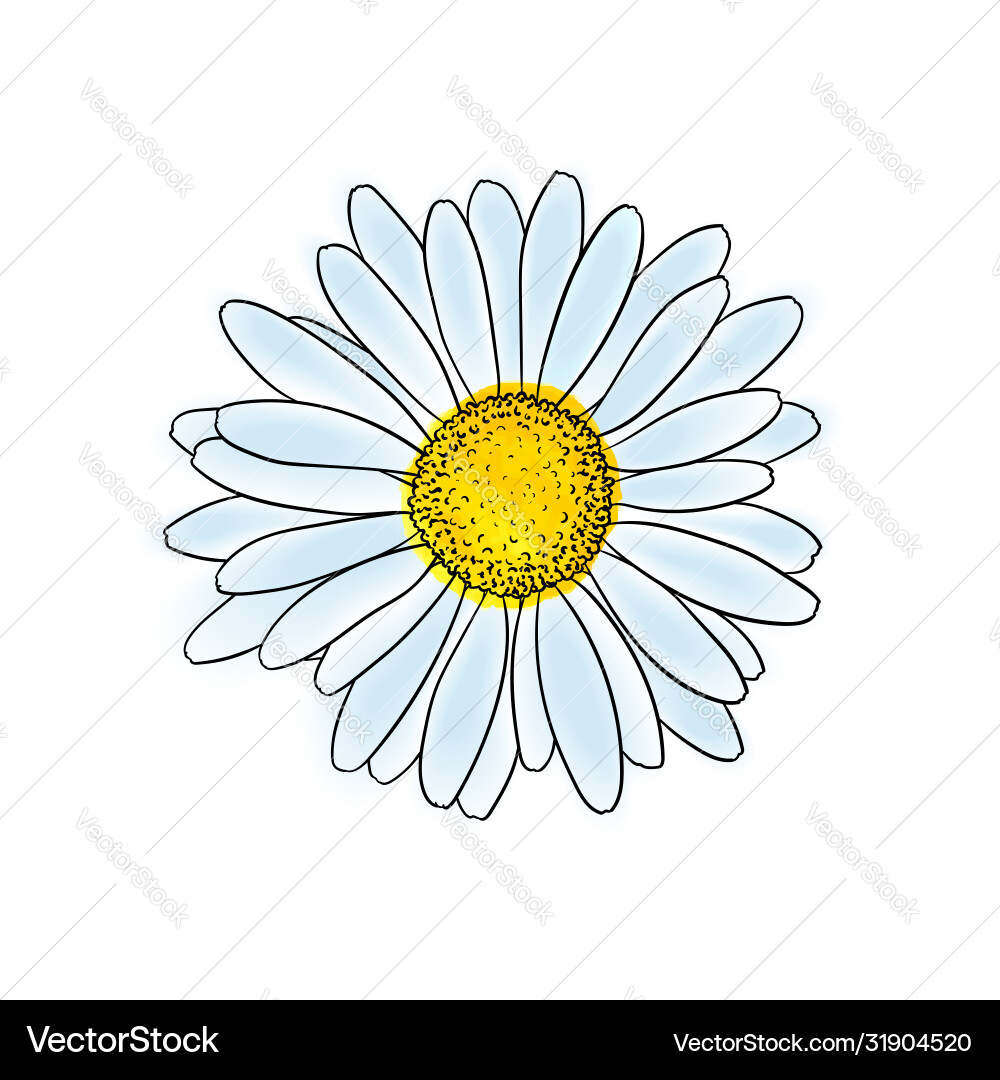 Simple daisy Vector Images & Graphics for Commercial Use | VectorStock