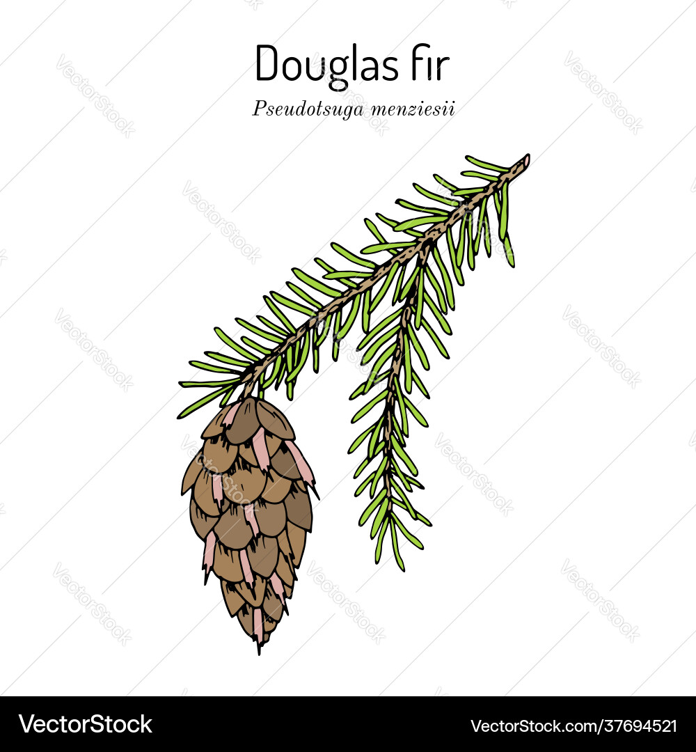 Douglas-fir pseudotsuga menziesii state tree Douglas-fir pseudotsuga menziesii state tree vektorbild