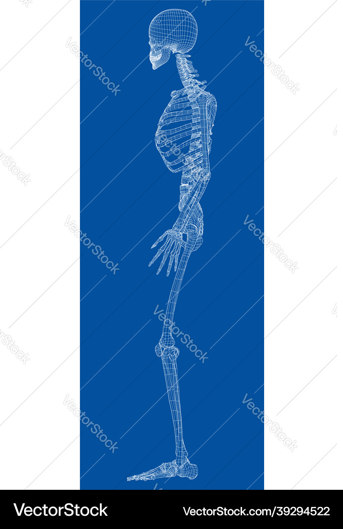 Human skeleton Royalty Free Vector Image - VectorStock