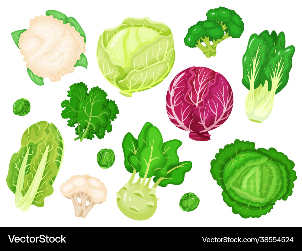 Cartoon cabbages fresh lettuce broccoli kale vector image