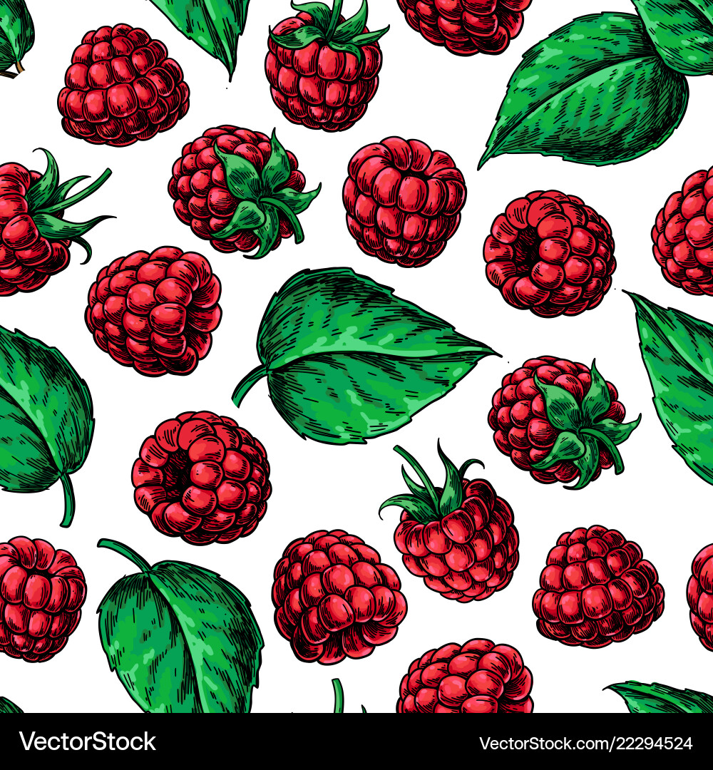 Raspberry seamless pattern drawing Raspberry seamless pattern drawing vector image