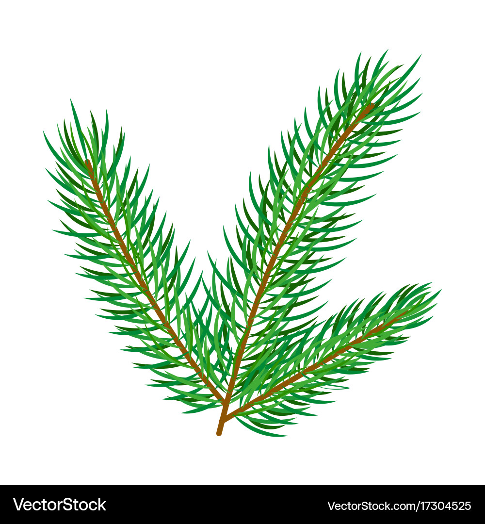 Flat spruce tree branch isolated Vector Image