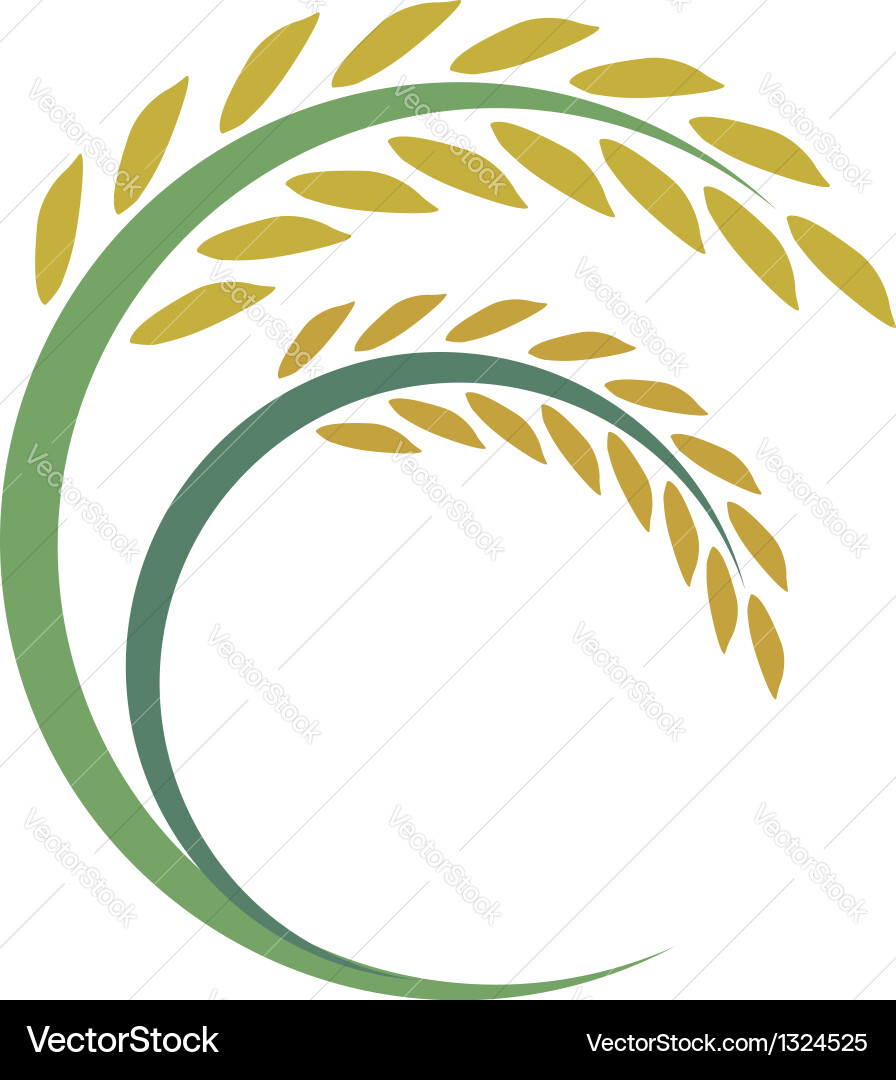 Ripe Rice Grains Royalty Free Vector Image - VectorStock