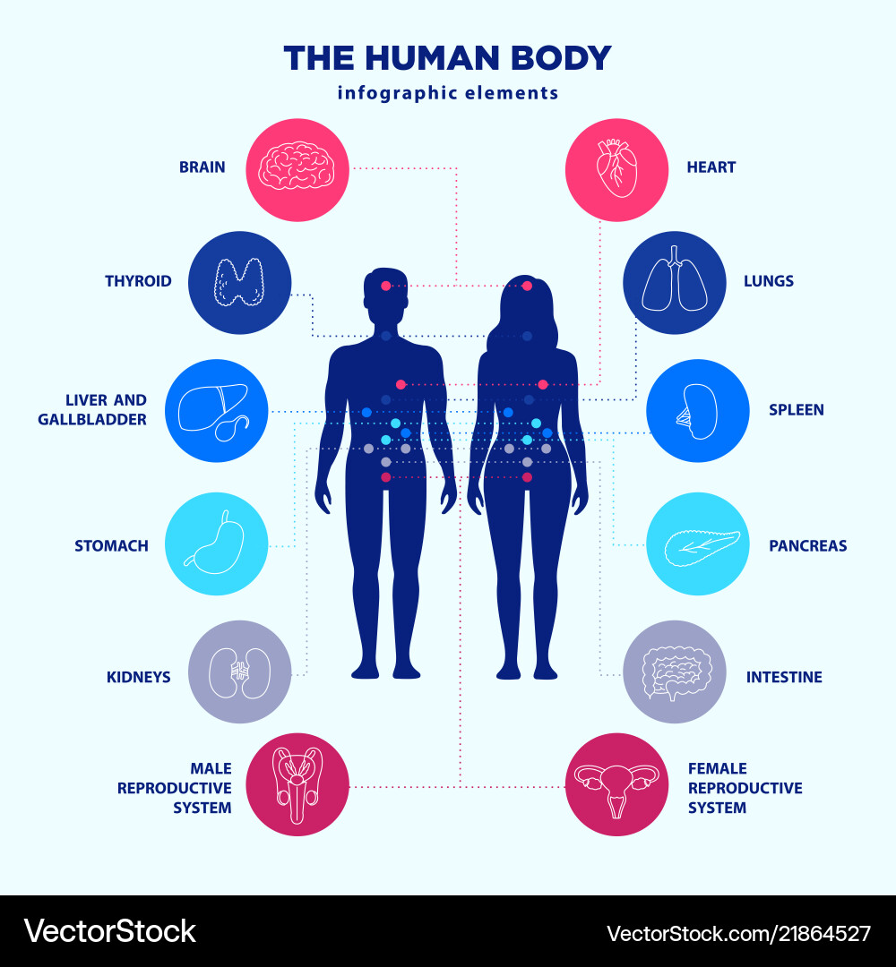 Human body infographic elements male and female Human body infographic elements male and female vector image