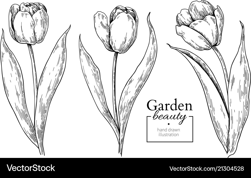 Hand Drawn Tulip Blume Sketch Vektorbild