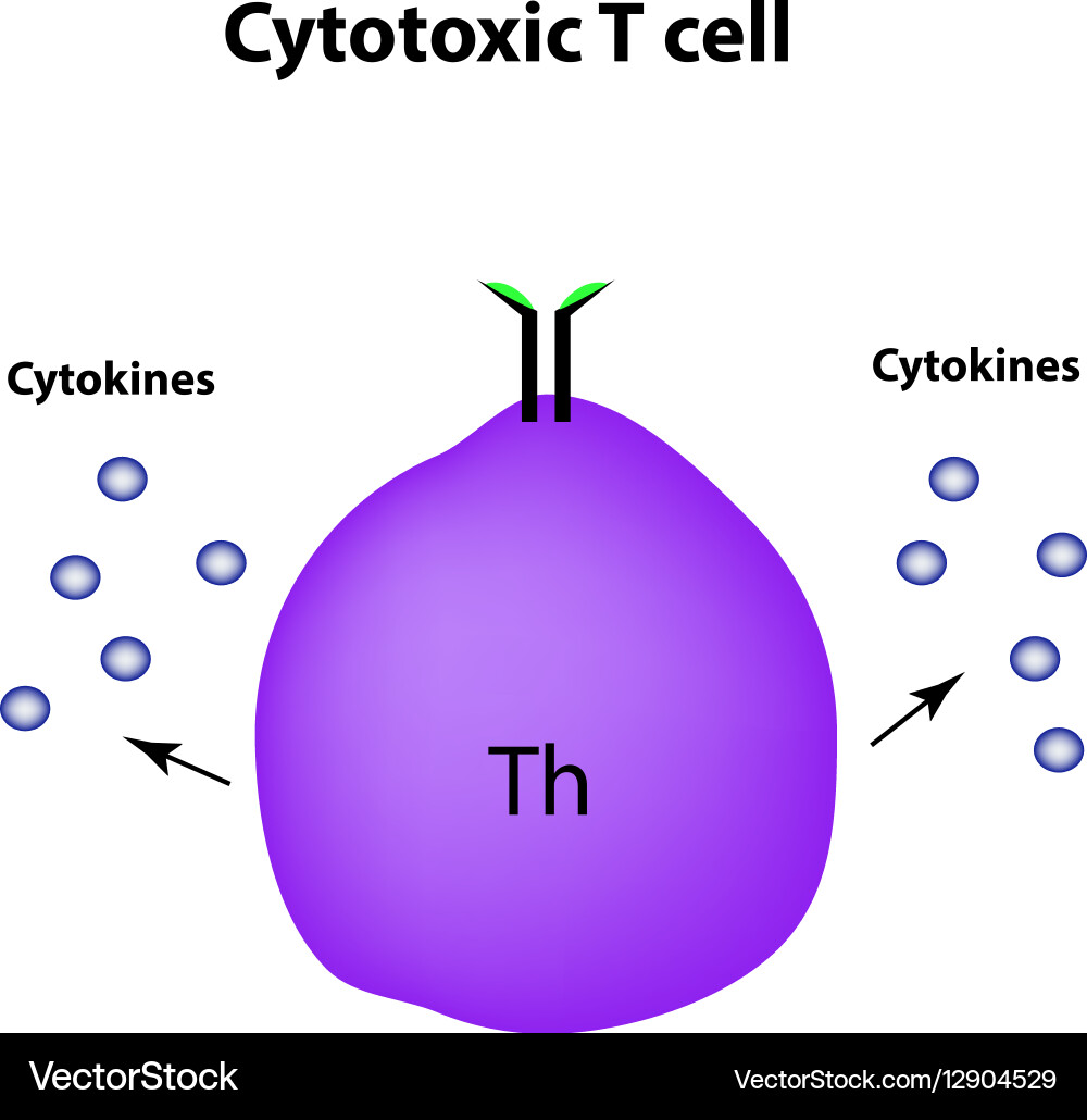 Cytotoxic Cell Immunity & Cytokines Vector Image
