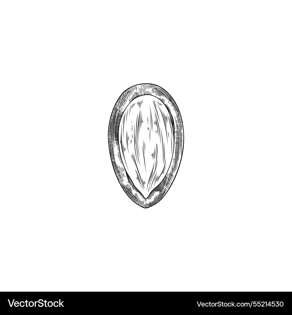 Argan nut with open shell engraved sketch Argan nut with open shell engraved sketch vector image