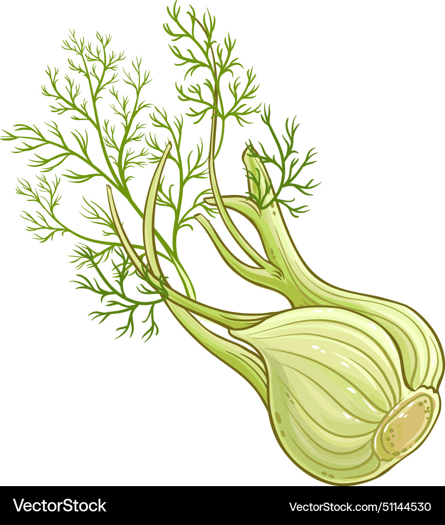 Fennel vegetable colored detailed Vector Image