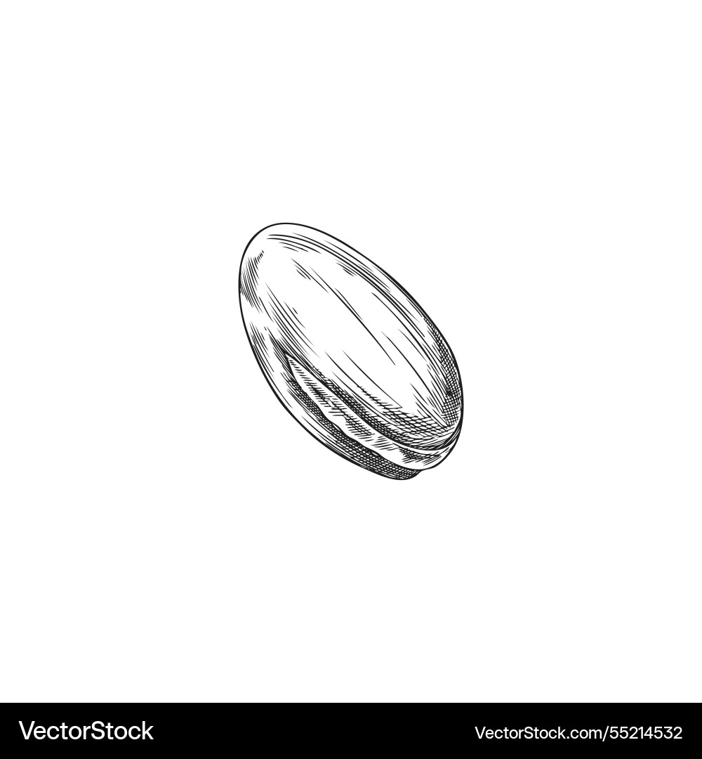 Argan tree nut in shell engraved sketch Argan tree nut in shell engraved sketch vector image
