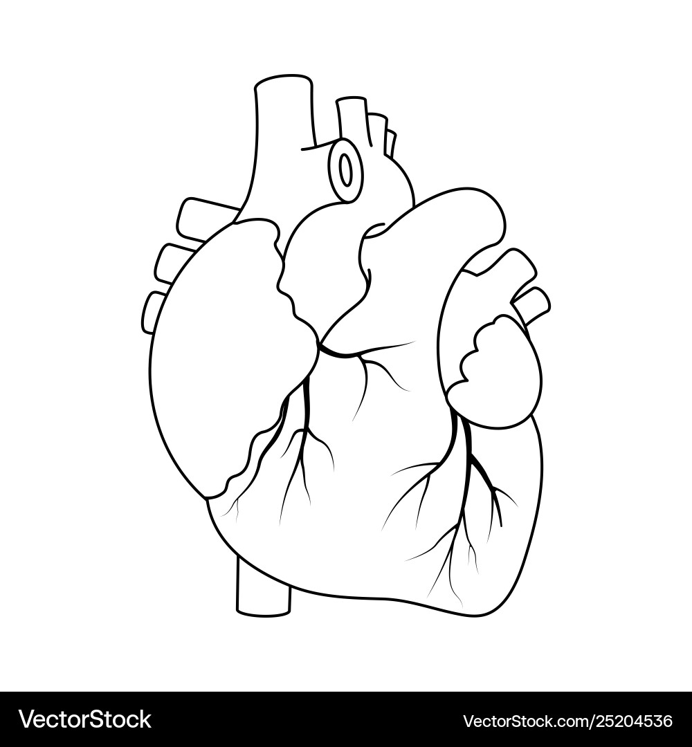 Black outline real heart Black outline real heart vector image