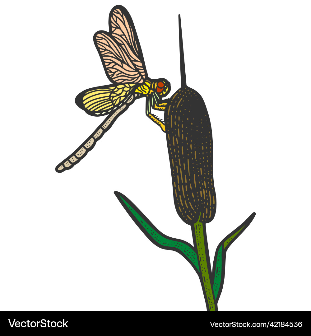 Dragonfly on the reeds color picture line art Vector Image