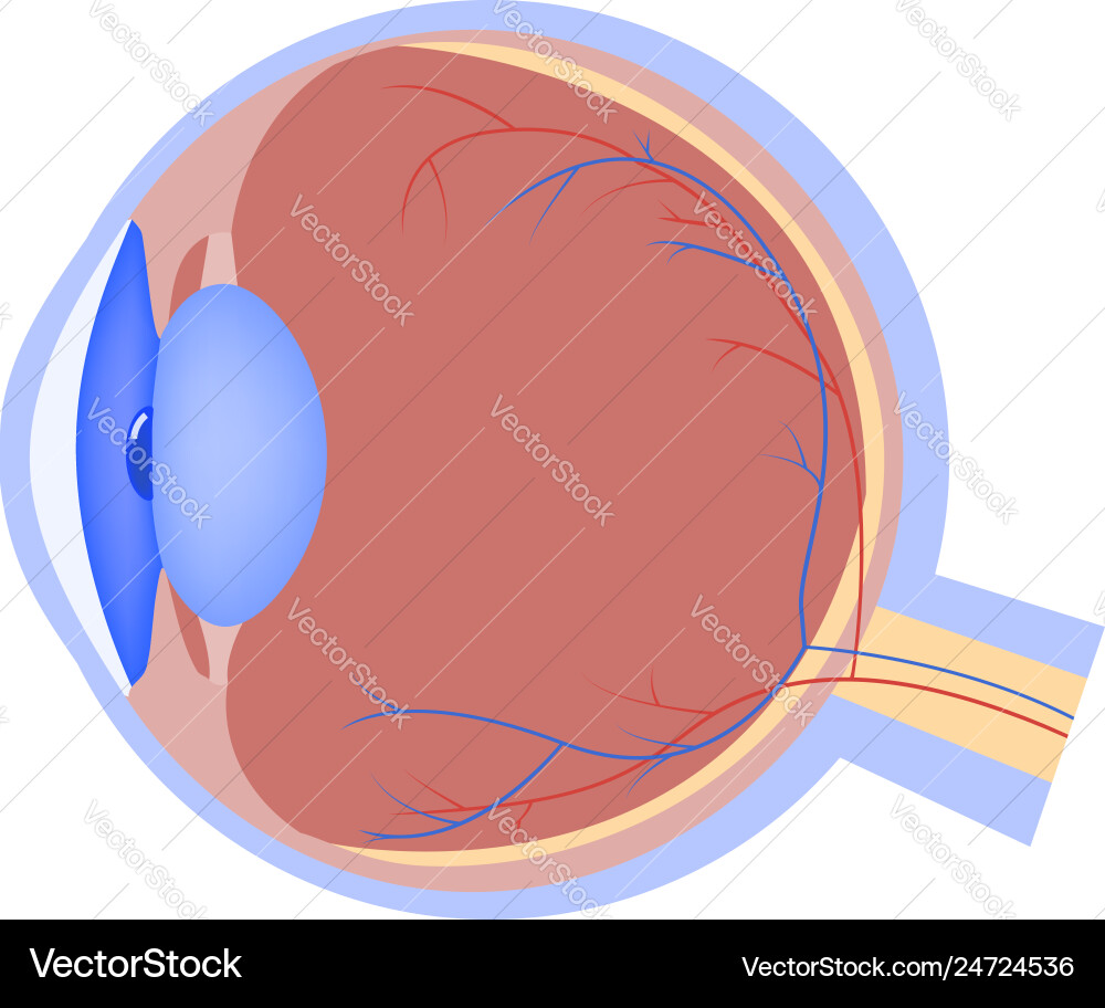 Eyeball flat icon human organ eye anatomy medical Eyeball flat icon human organ eye anatomy medical vector image