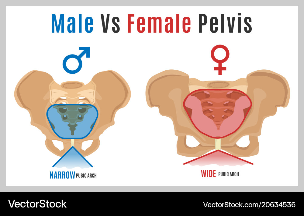 Female male pelvis-09 Female male pelvis-09 vector image