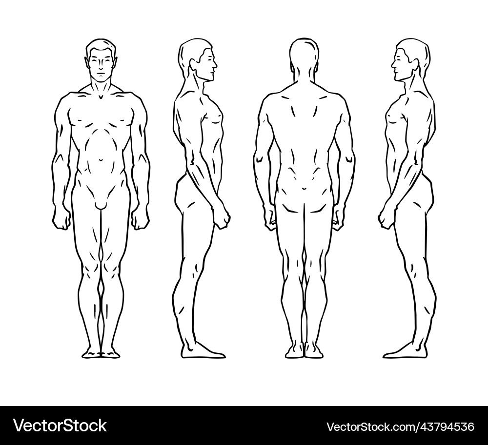 Male Human Silhouette - Back View vektorbild