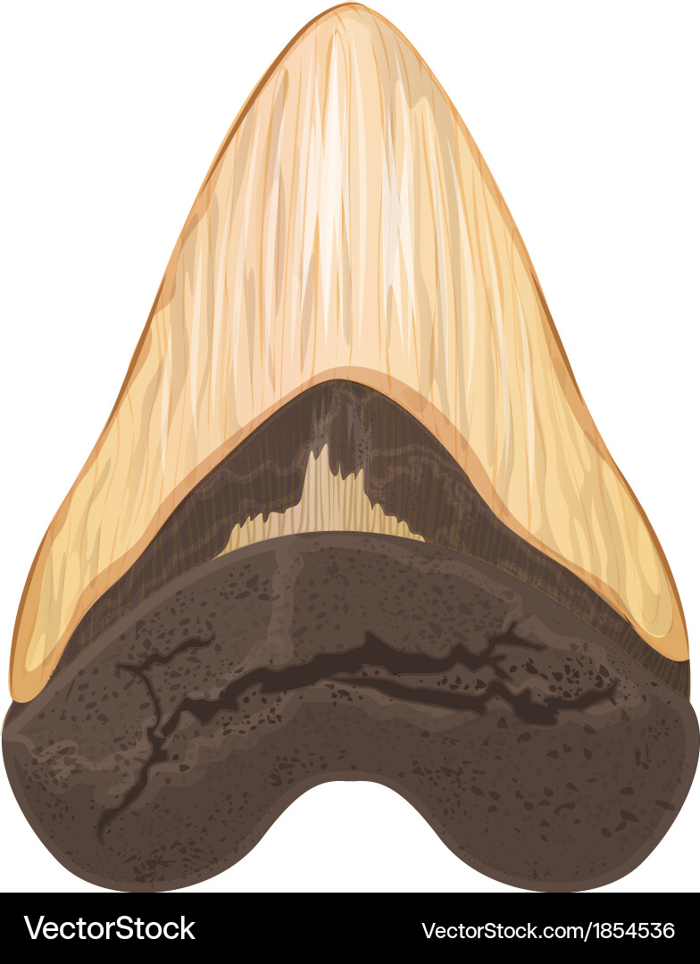 Megalodon Tooth - Ancient Shark Fossil vector image
