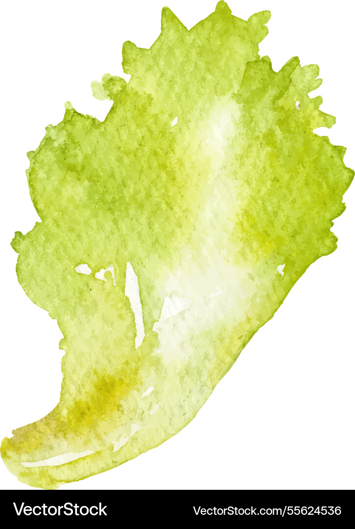 Watercolor painted salad hand drawn fresh food Watercolor painted salad hand drawn fresh food vector image