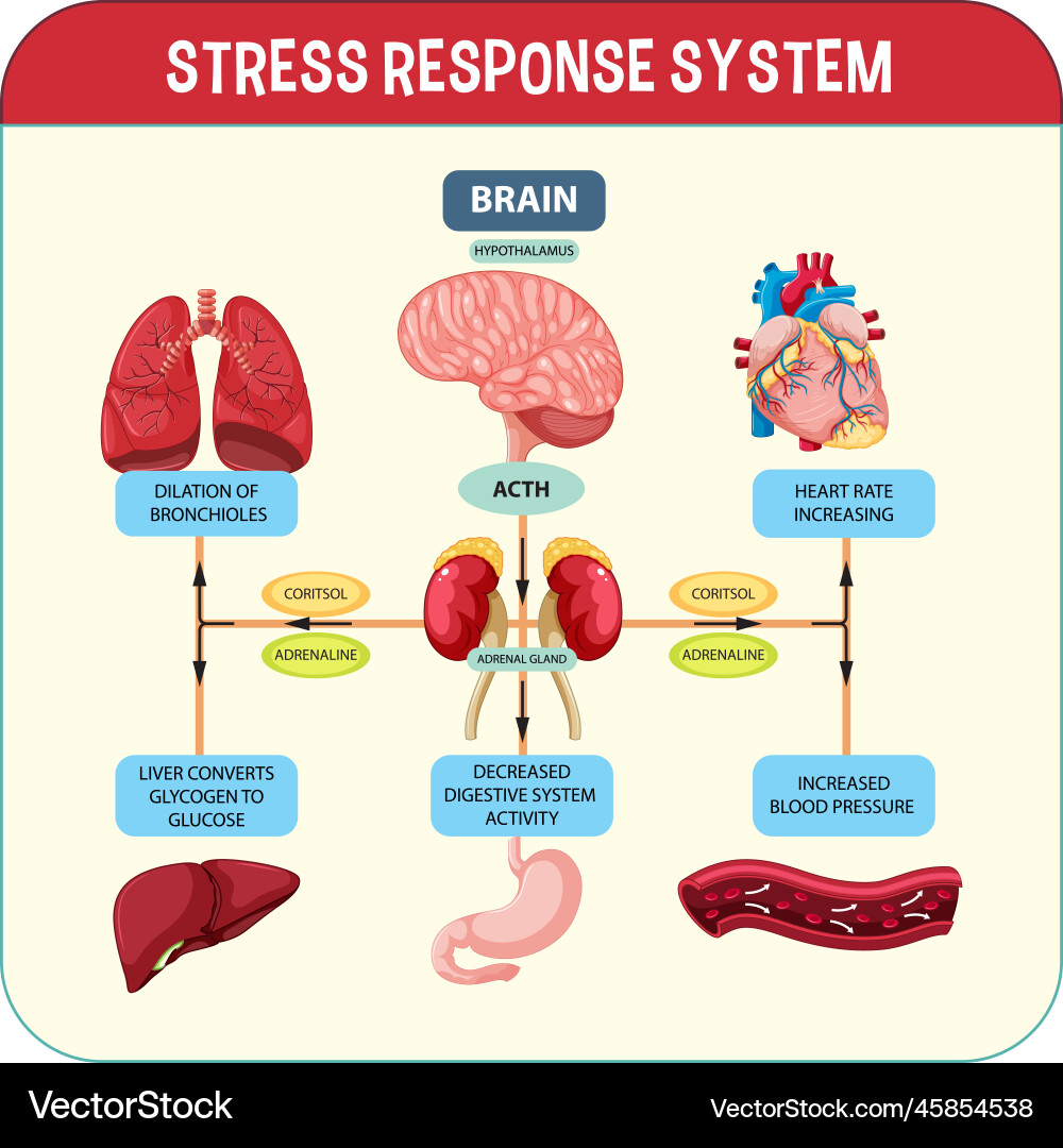 Stress response system scheme vector image