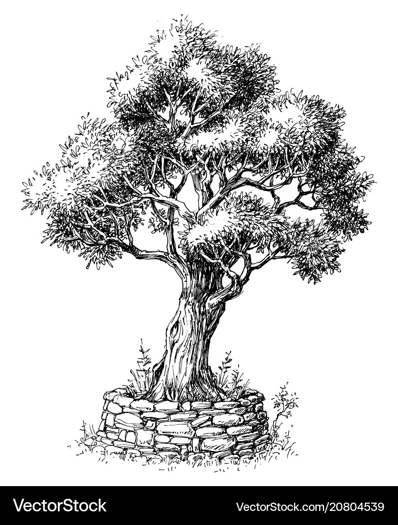 Elegant Olive Branch vector image