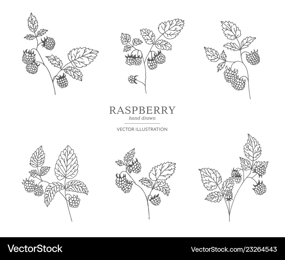 Hand drawn raspberry branches Vector Image