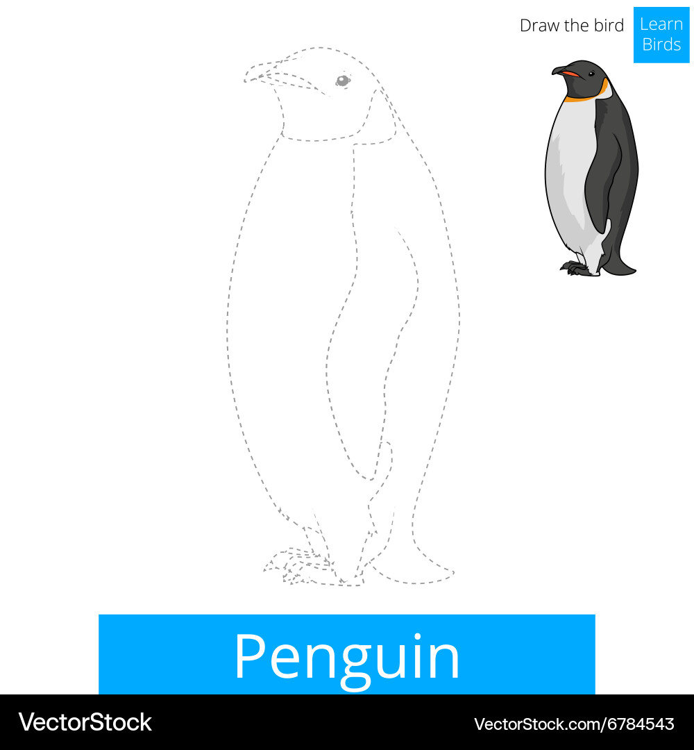 Penguin bird learn to draw Vector Image