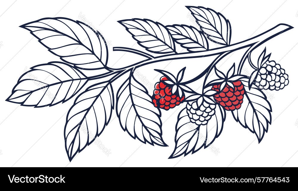 Raspberry branch line art design generative ai Vector Image