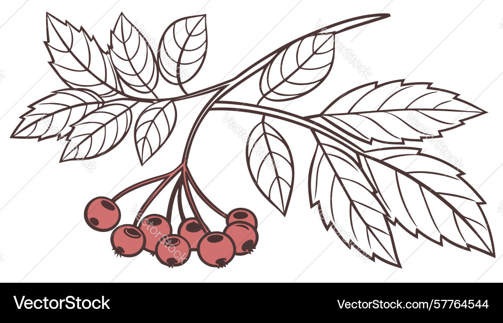 Berry branch botanical outline design generative Vector Image