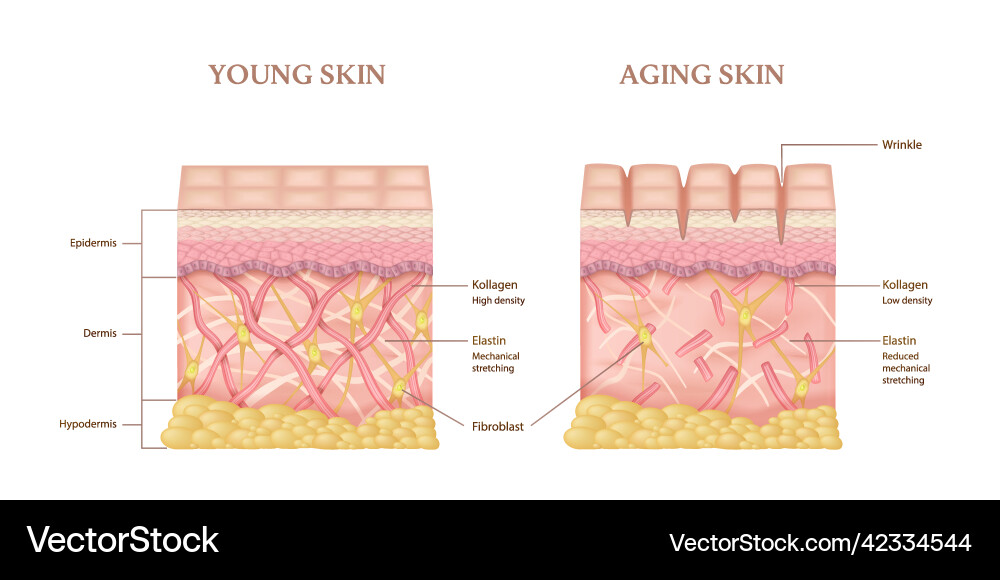 3 skin layers. Коллаген инфографика. skin layers 3d. skin structure.