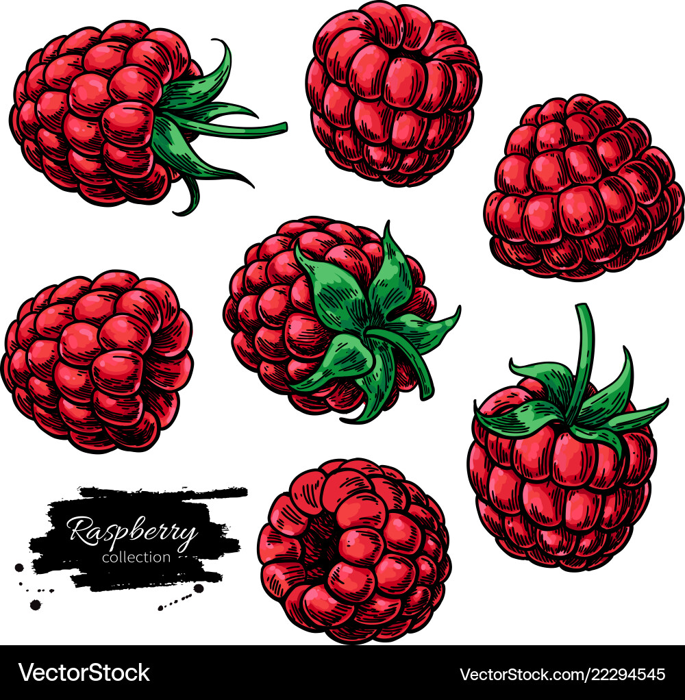 Isolated Raspberry Sketch vector image