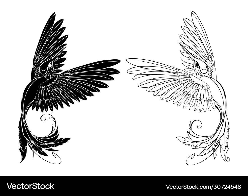 Monochrome hummingbird Monochrome hummingbird vector image
