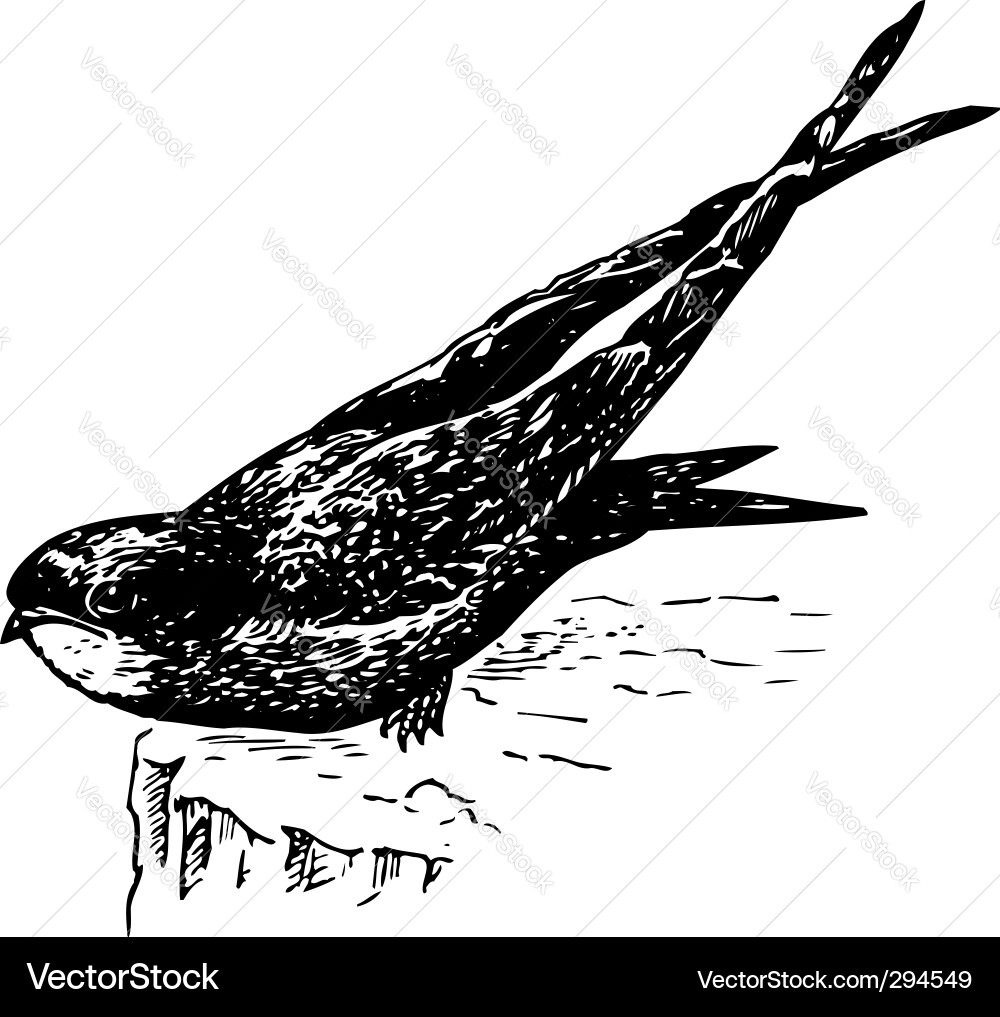 Bird apodes Vector Image