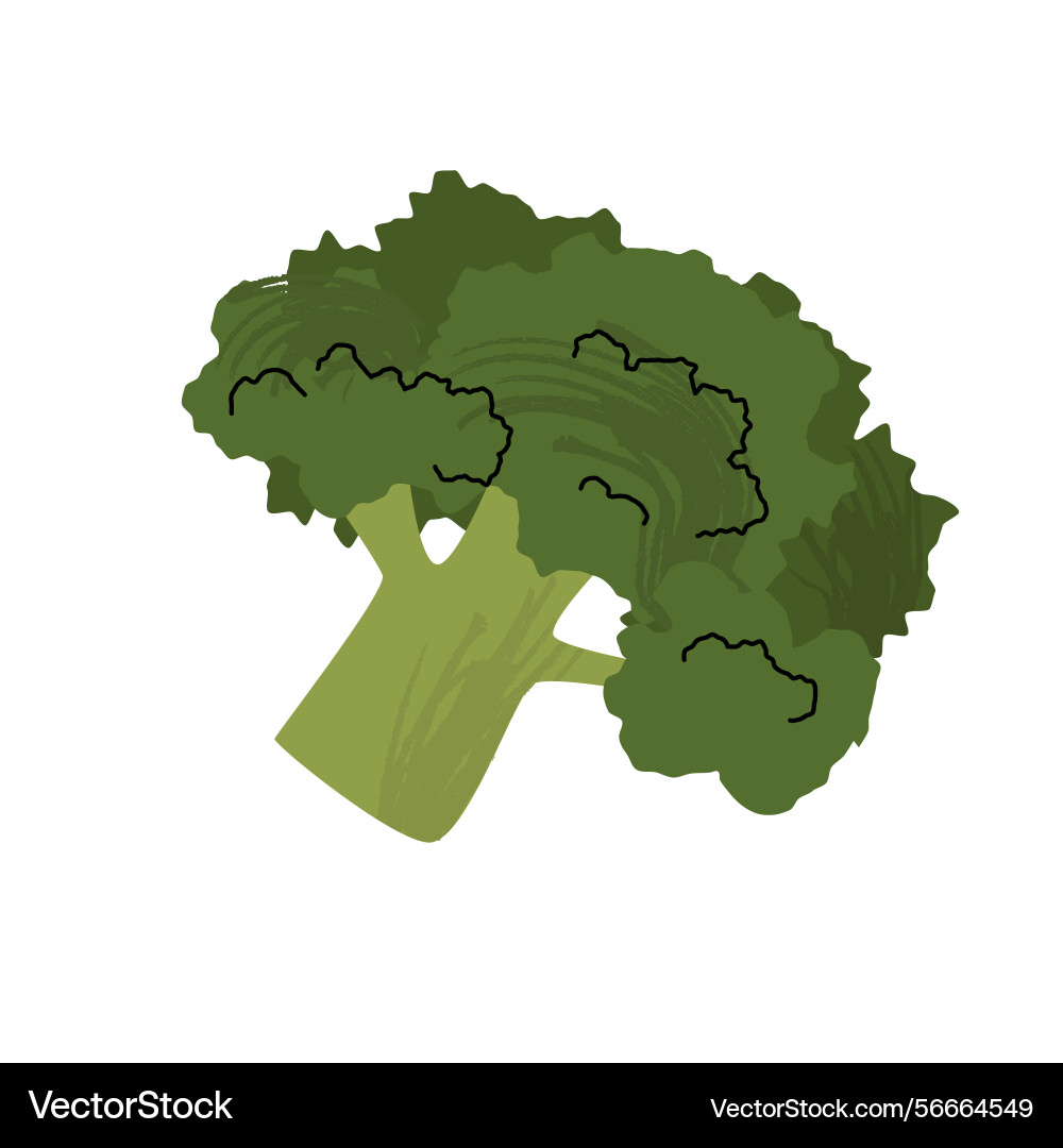 Minimal flat style of a broccoli Vector Image