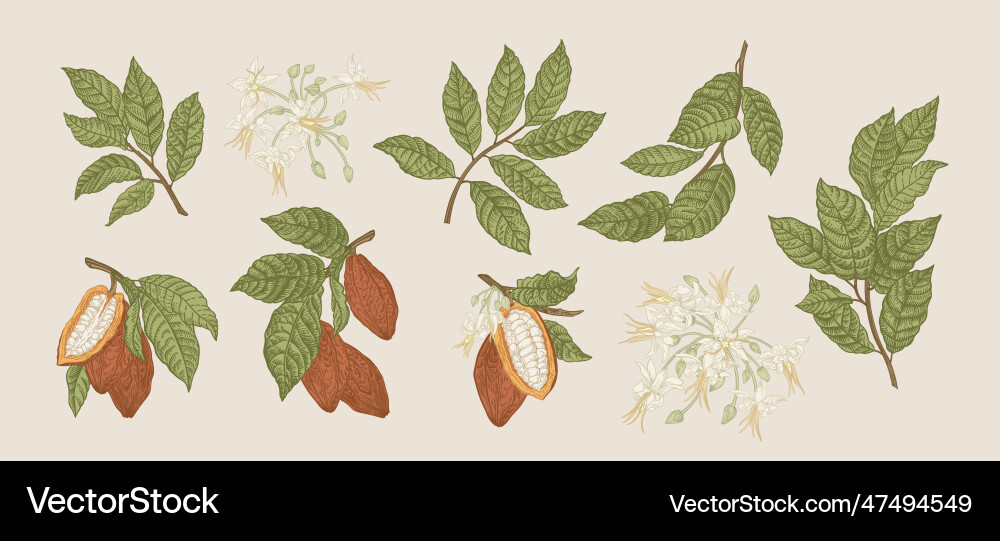 Set of a cocoa tree vector image