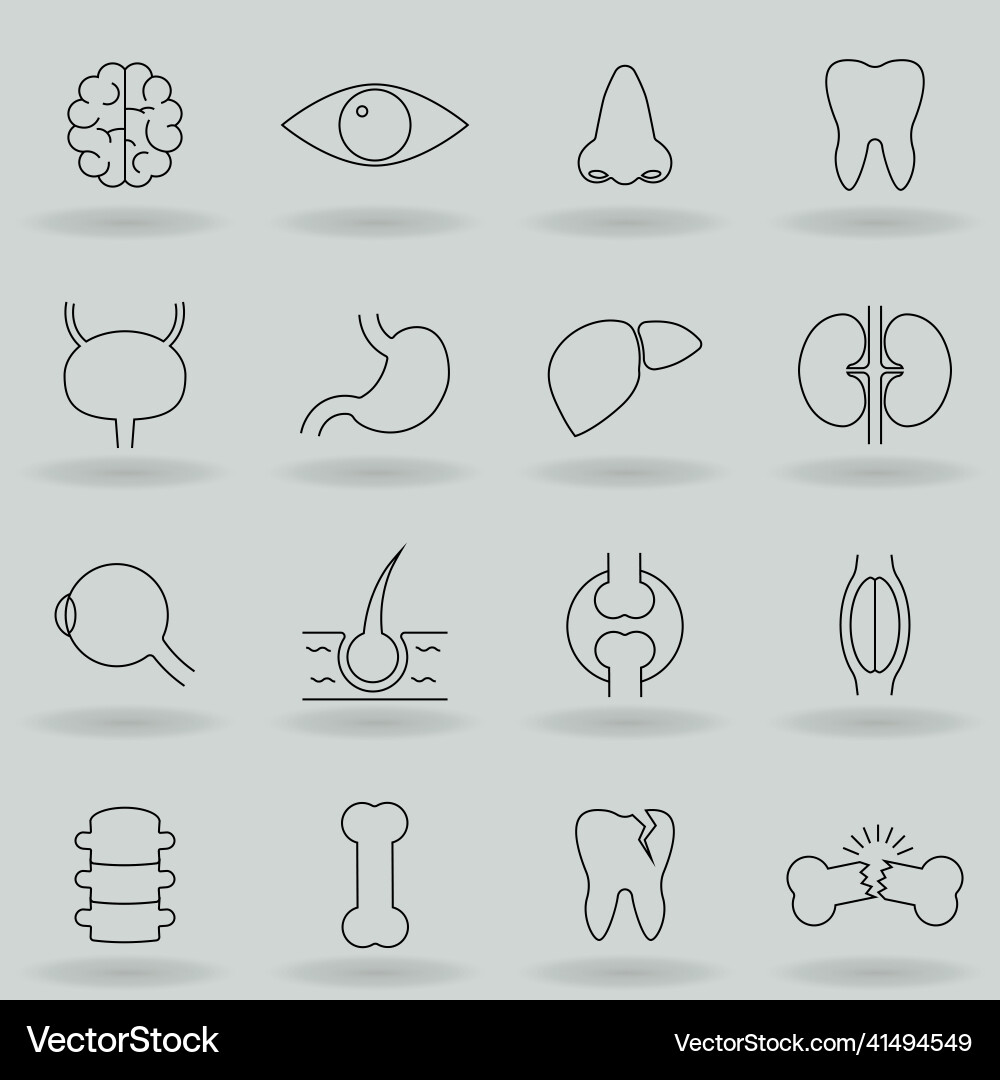 Simple set of internal organs related line icons Vector Image