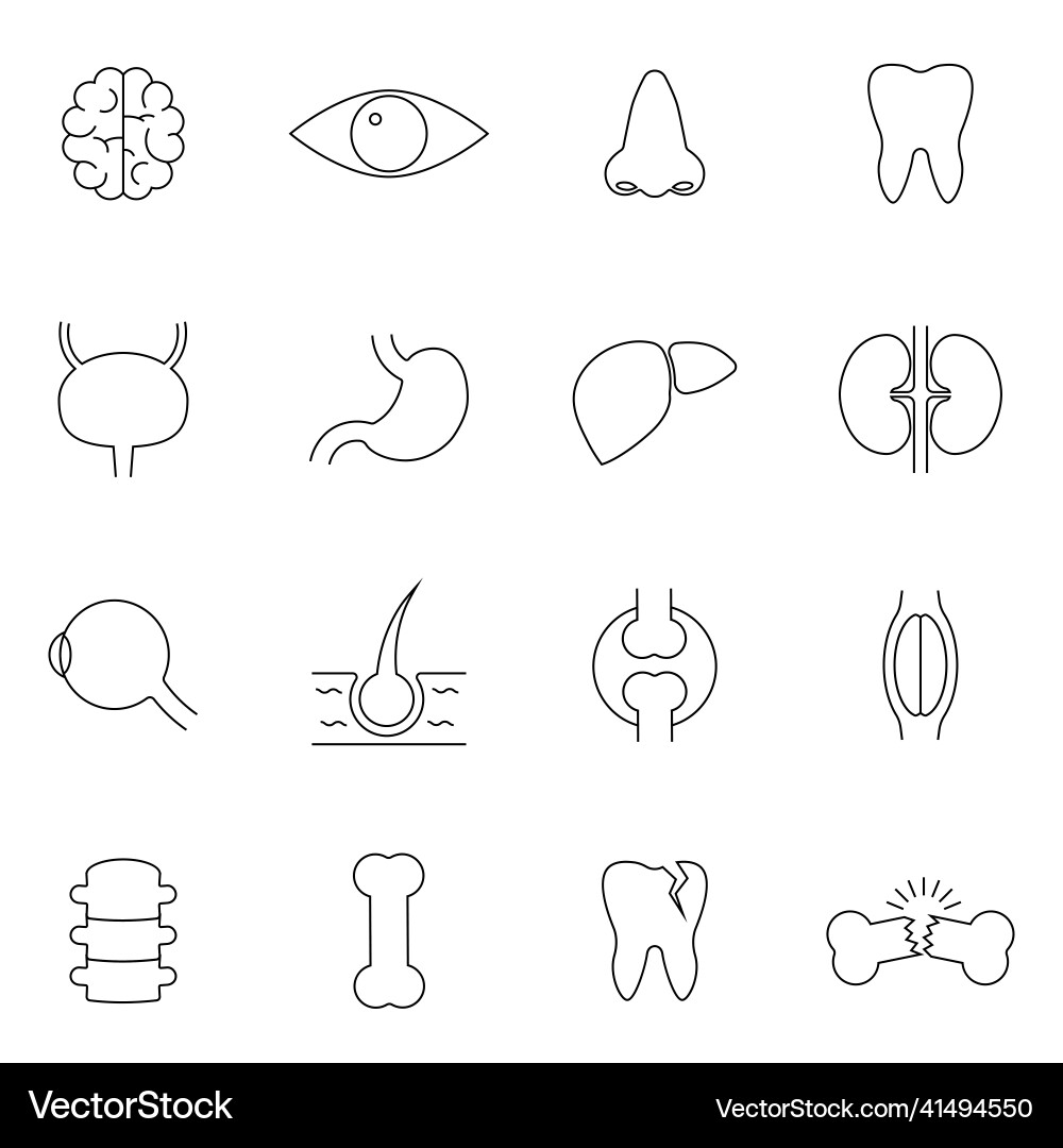 Simple set of internal organs related line icons Vector Image