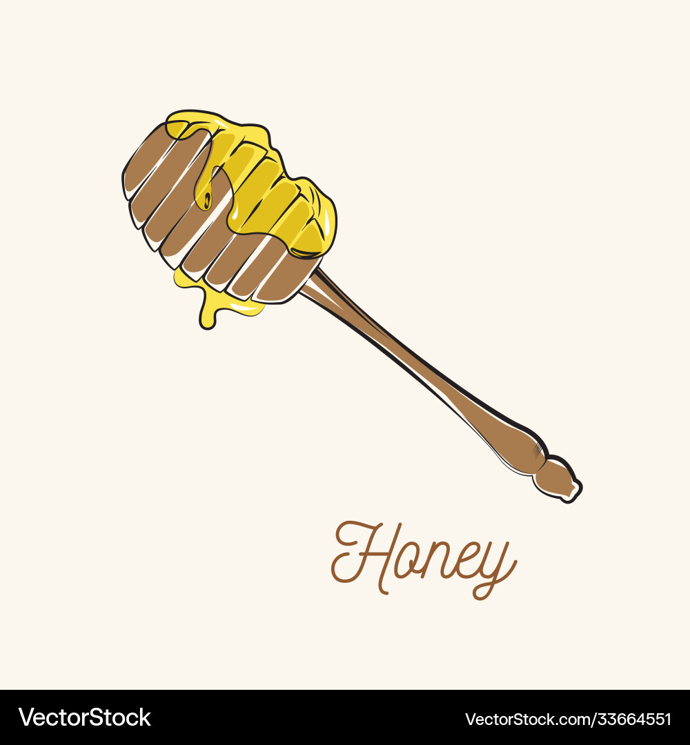 Anise ingredients object design hand drawn objects vector image