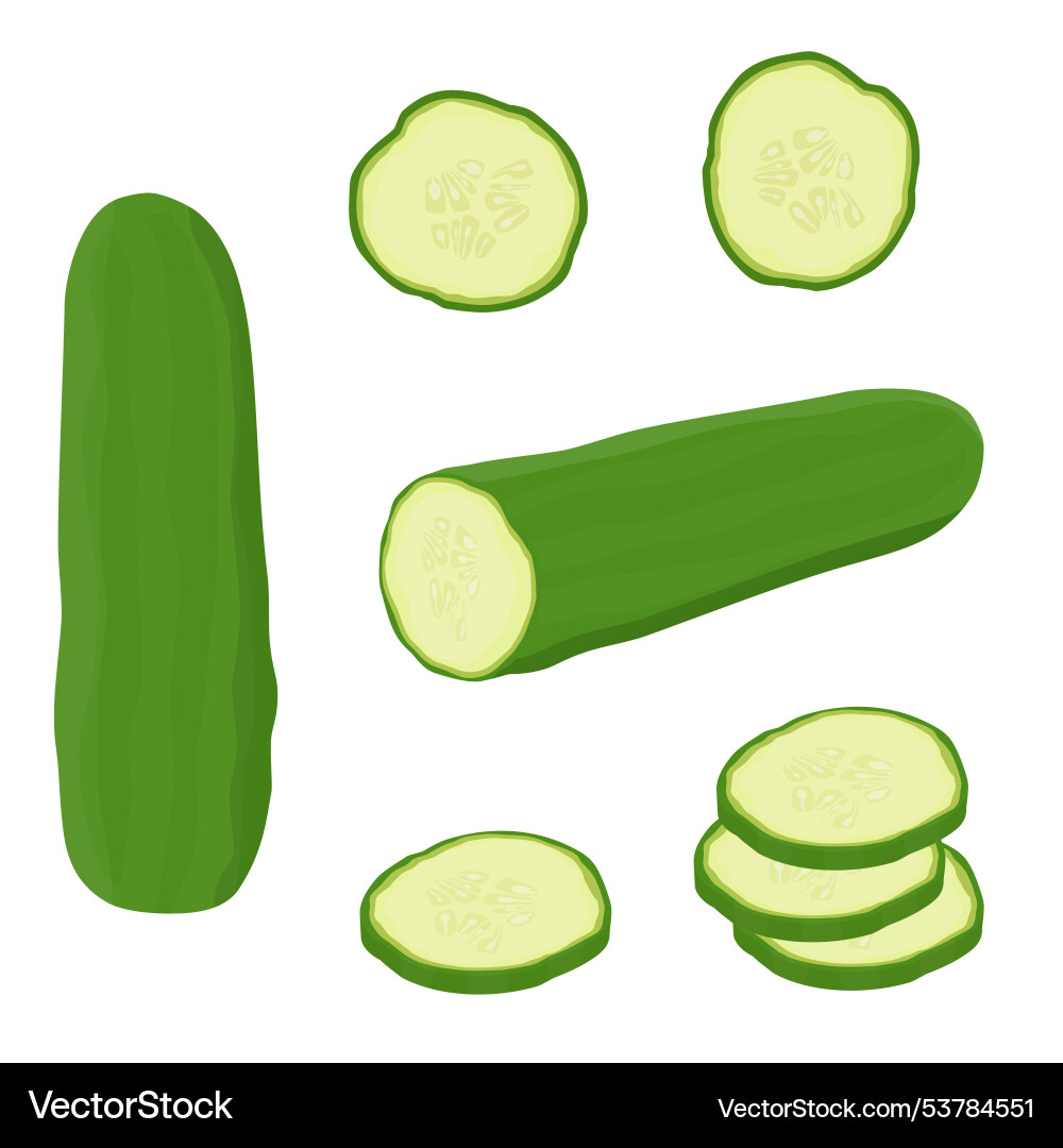 Whole cucumber and chopped slices set Whole cucumber and chopped slices set vector image