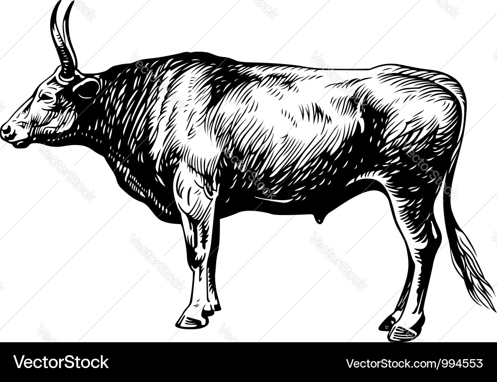 Bullock Head Vector Image